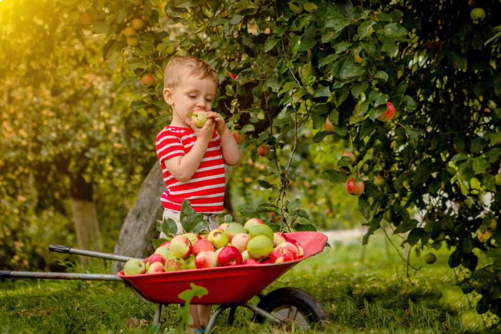 Child,picking,apples,on,a,farm.,little,boy,playing,in
