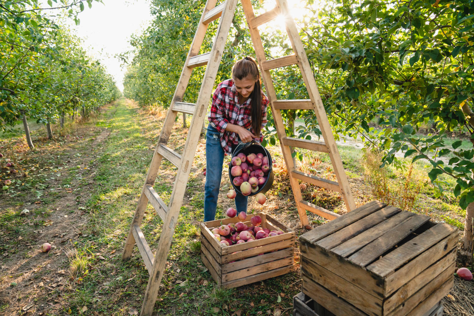 Beautiful,woman,gently,pouring,red,apples,into,a,wooden,crate,